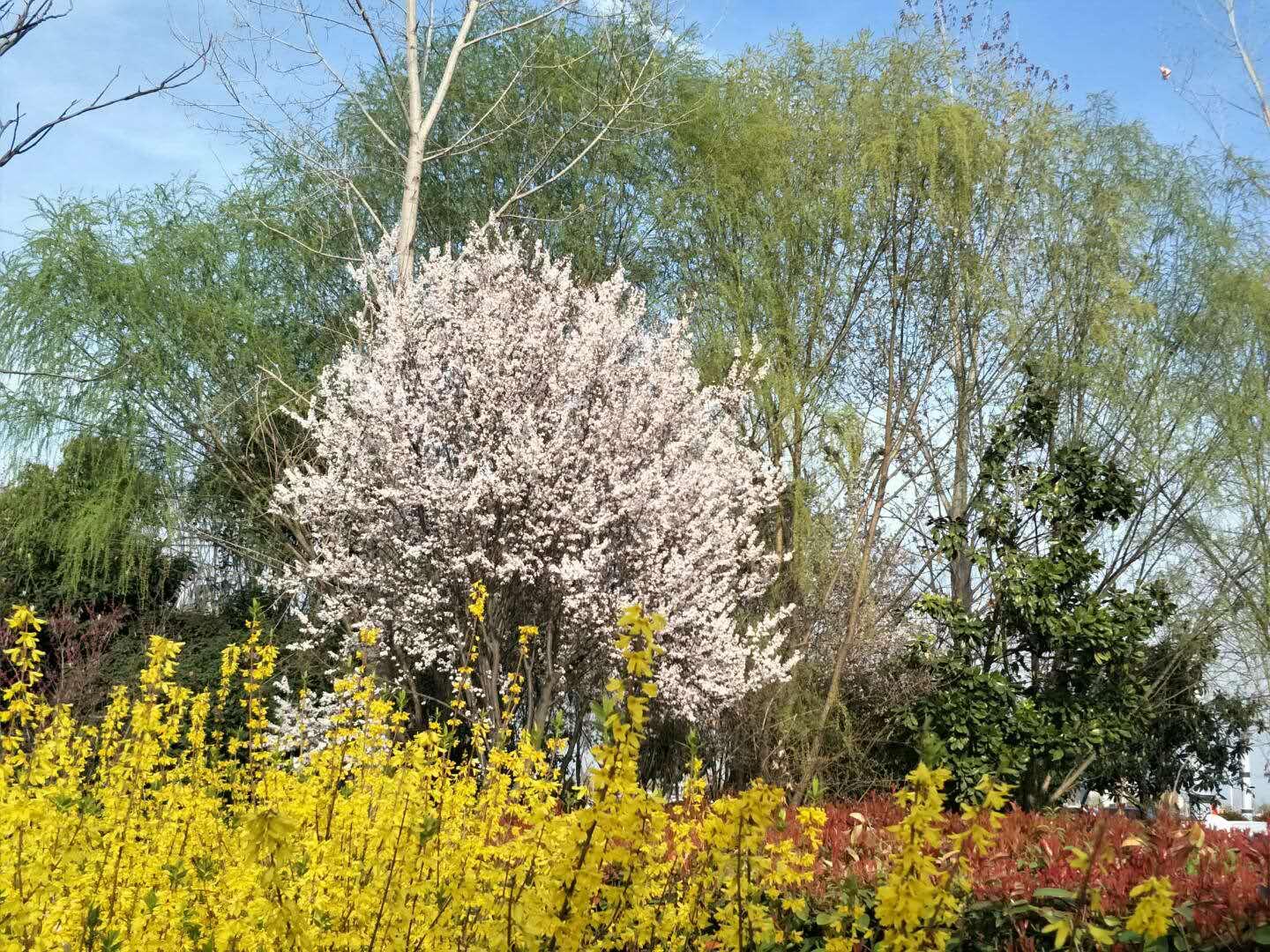 春天里，我們一起來看花