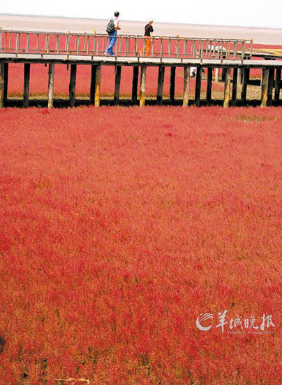 遼寧盤錦紅海灘，面積達(dá)9萬畝