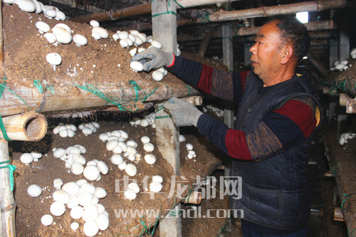 周口項(xiàng)城：食用菌種植基地內(nèi)，工人正在查看雙孢菇長(zhǎng)勢(shì)