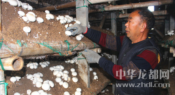 周口項城：食用菌種植基地內(nèi)，工人正在查看雙孢菇長勢